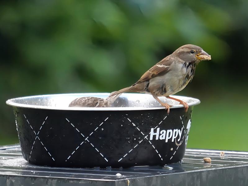Moineau