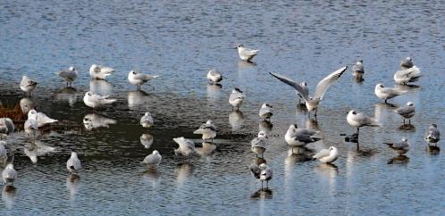 Mouettes 1