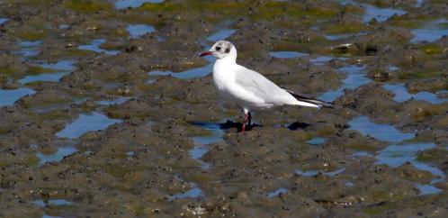 Mouettes 2