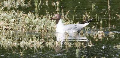 Mouettes 3