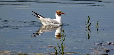 Mouettes 4