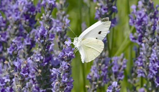 Papillon blanc a kervernir 1