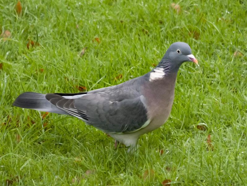 Pigeon