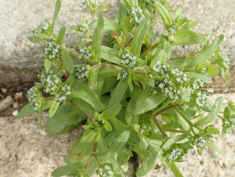 Plantes sauvages
