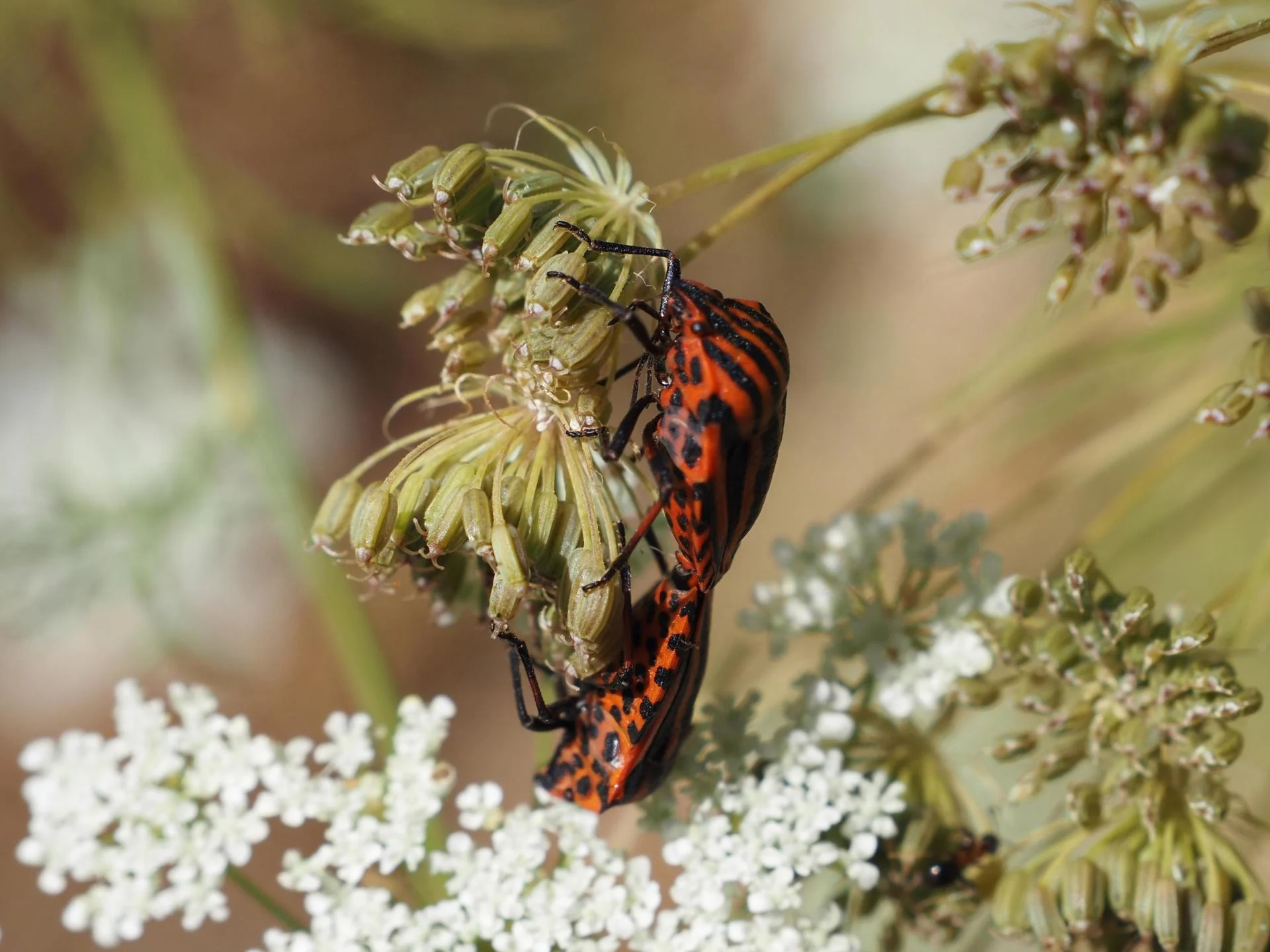 Punaise arlequin