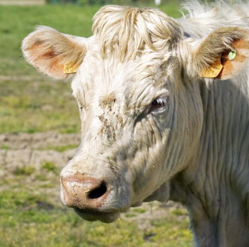 Vaches 1