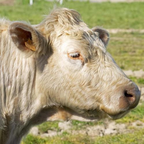 Vaches 3