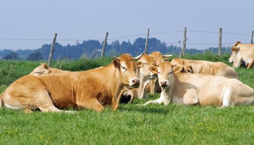Vaches 4